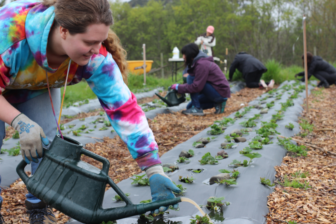 Ashley Henry, YES  student leader, fertilizes new plant starts at Potawot Community Food Garden